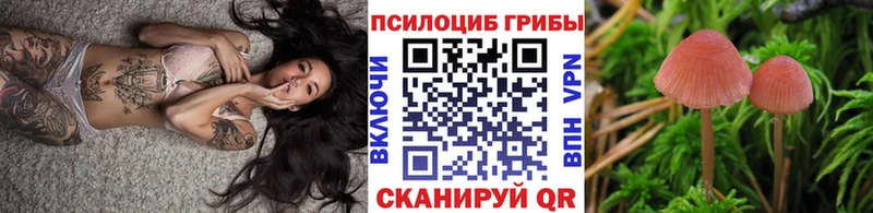 Купить  Терек  Псилоцибиновые грибы Magic Shrooms 